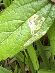 Agromyza aristata