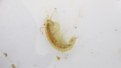 Gammarus fasciatus
