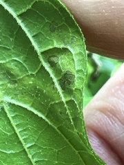 Agromyza aristata