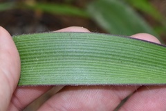 Tradescantia reverchonii