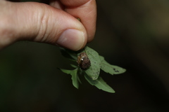 Fastosarion papillosus