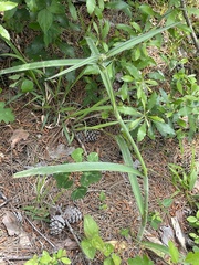 Tradescantia reverchonii