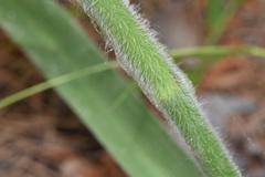 Tradescantia reverchonii