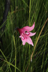 Gladiolus ornatus