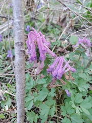 Corydalis solida