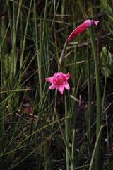 Gladiolus ornatus