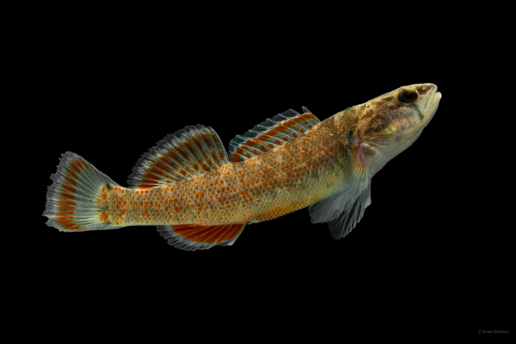 Redspot Darter