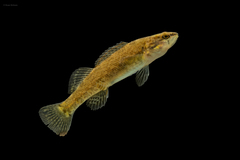Etheostoma artesiae