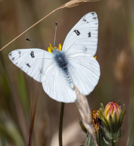 Checkered White, Santa Clara, California, United States, photo 5 of 10