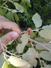 Andricus quercusramuli