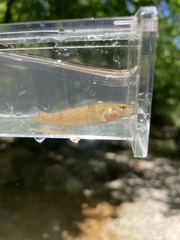 Etheostoma artesiae