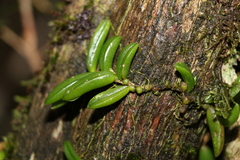 Bulbophyllum shepherdii