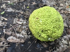 Maclura