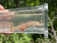 Etheostoma artesiae