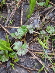 Sidalcea oregana calva