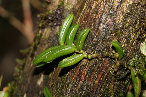 Image of Bulbophyllum shepherdii by (c) Greg Tasney, some rights reserved (CC BY-SA)