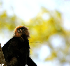 Semnopithecus johnii
