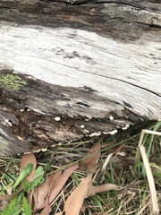 Panellus luxfilamentus