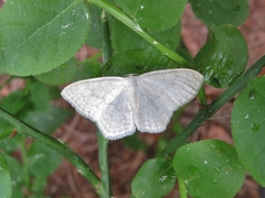 Scopula floslactata
