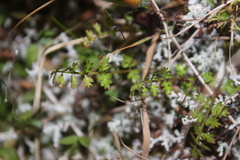 Chaerophyllum colensoi