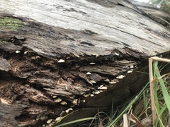 Panellus luxfilamentus