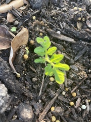 Solanum lycopersicum