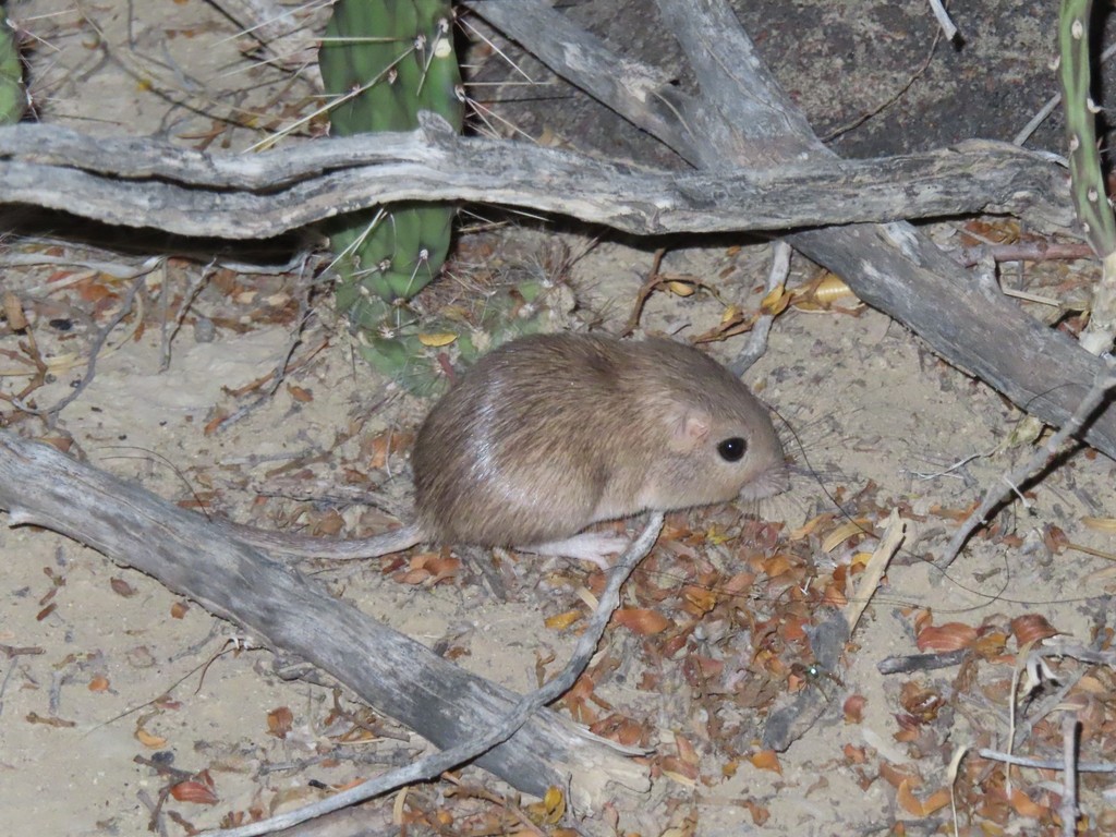 Pocket Mice from Brewster County, TX, USA on April 12, 2022 at 09:50 PM ...