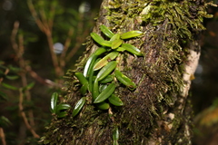 Bulbophyllum shepherdii