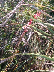 Hesperaloe parviflora