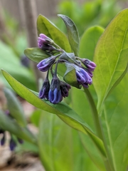 Mertensia virginica