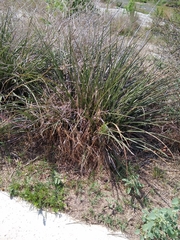 Hesperaloe parviflora