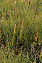 Disa obtusa