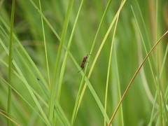 Compsocryptus melanostigma