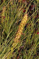 Disa obtusa