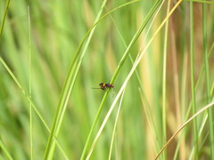 Compsocryptus melanostigma