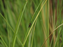 Compsocryptus melanostigma