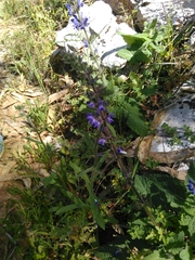 Salvia sclareoides