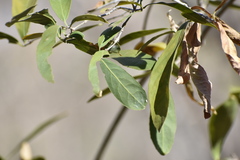 Hippocratea volubilis