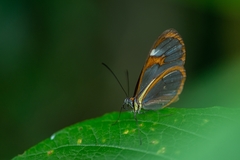 Ithomia agnosia zikani