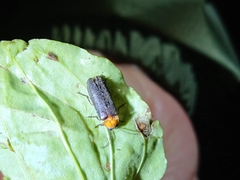 Abscondita cerata