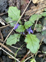 Ajuga decumbens