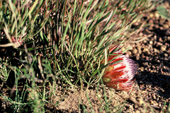 Protea pudens