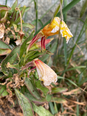 Oenothera elata hookeri