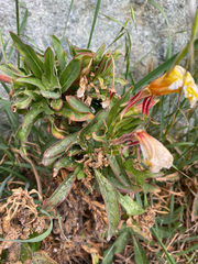 Oenothera elata hookeri