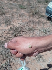 Cyptocephala