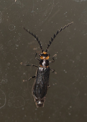 Tytthonyx erythrocephala