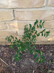 Euphorbia hypericifolia