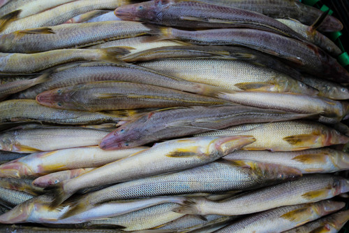 Platkop-zandspiering (Sillaginopsis panijus) — Sillaginidae — 4
