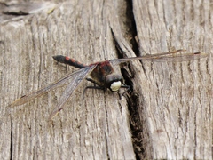 Leucorrhinia rubicunda