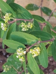 Euphorbia hypericifolia